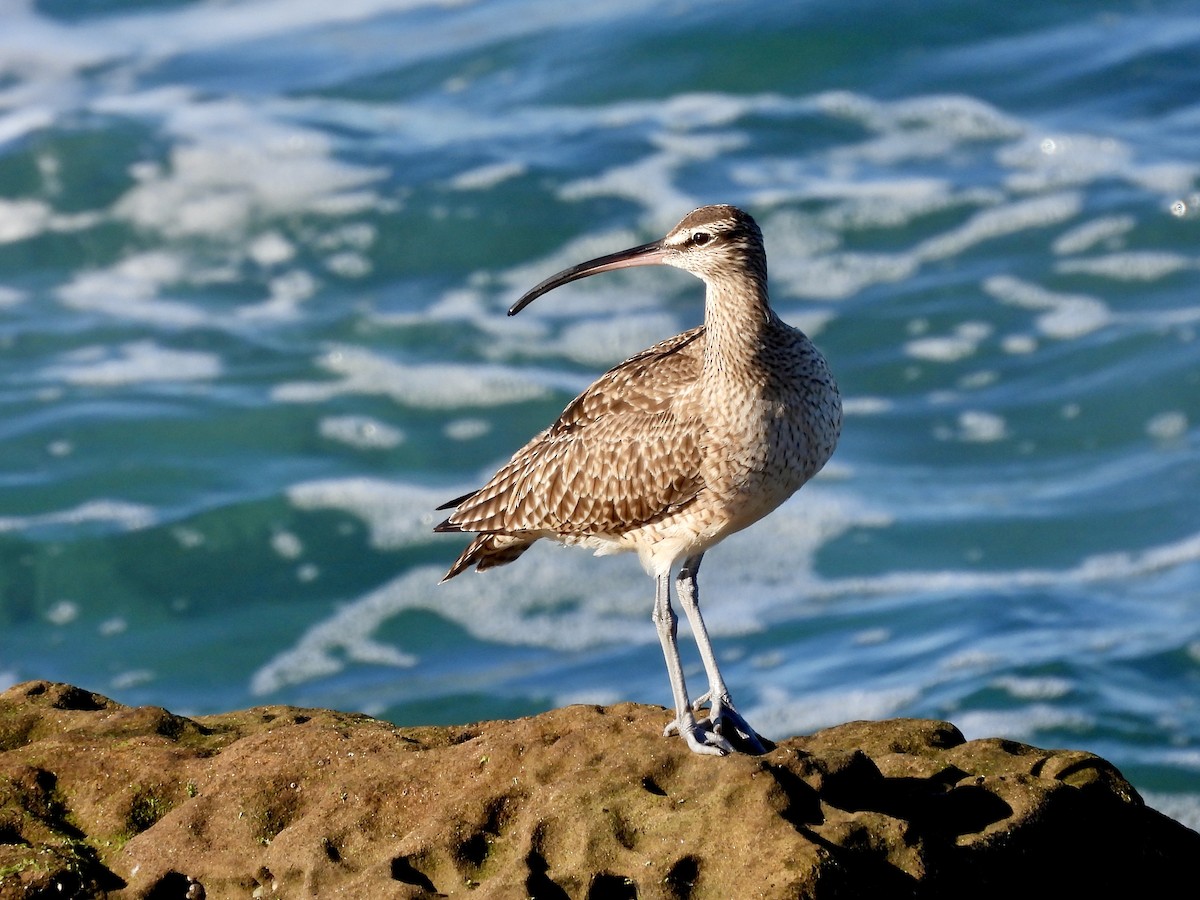 Zarapito Trinador Americano - ML647017061