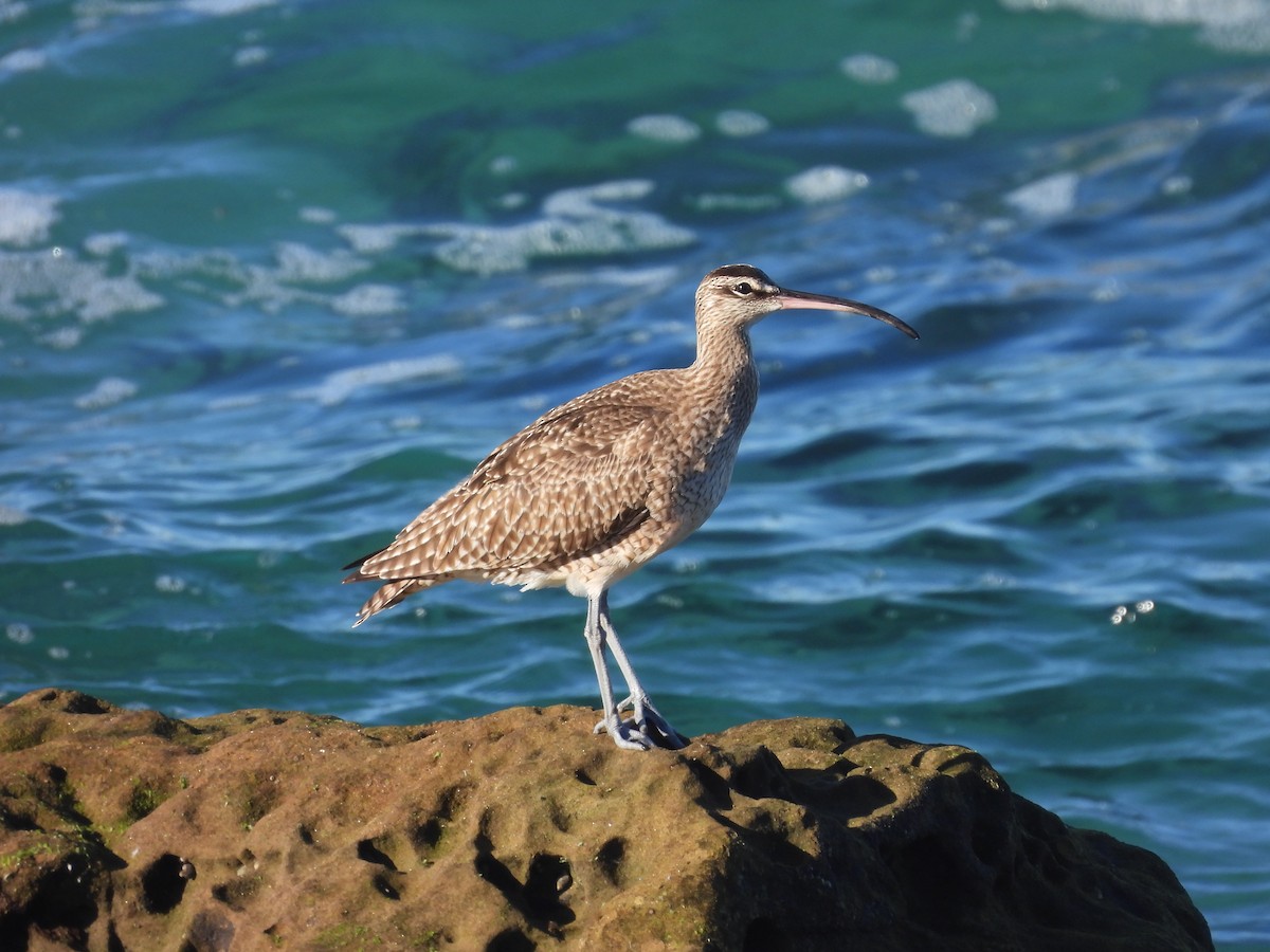 Zarapito Trinador Americano - ML647017062