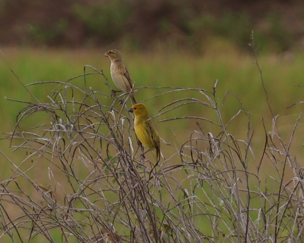 Parasitic Weaver - ML647017065