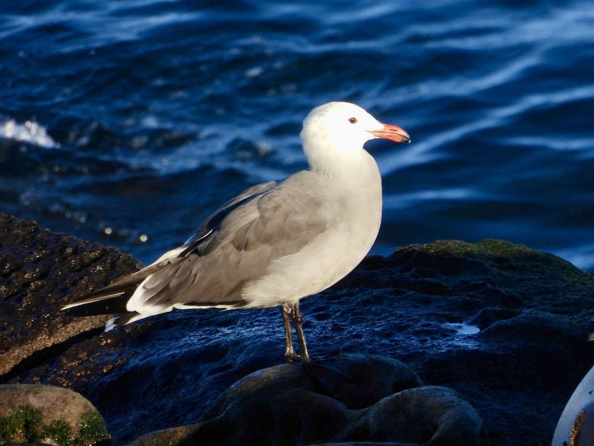 Gaviota Mexicana - ML647017069