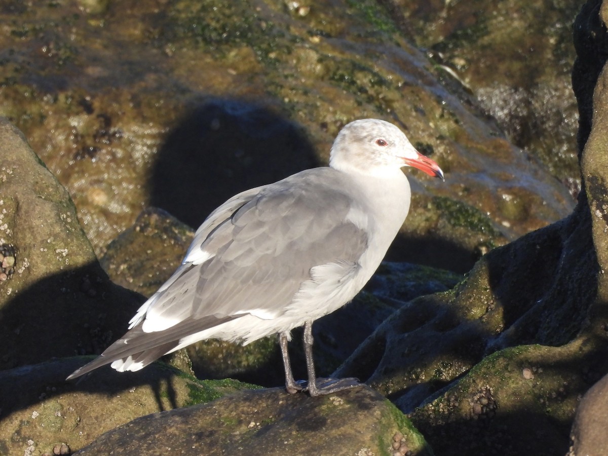 Gaviota Mexicana - ML647017070