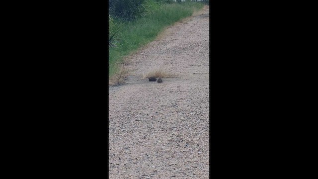 Brown Quail - ML647017071