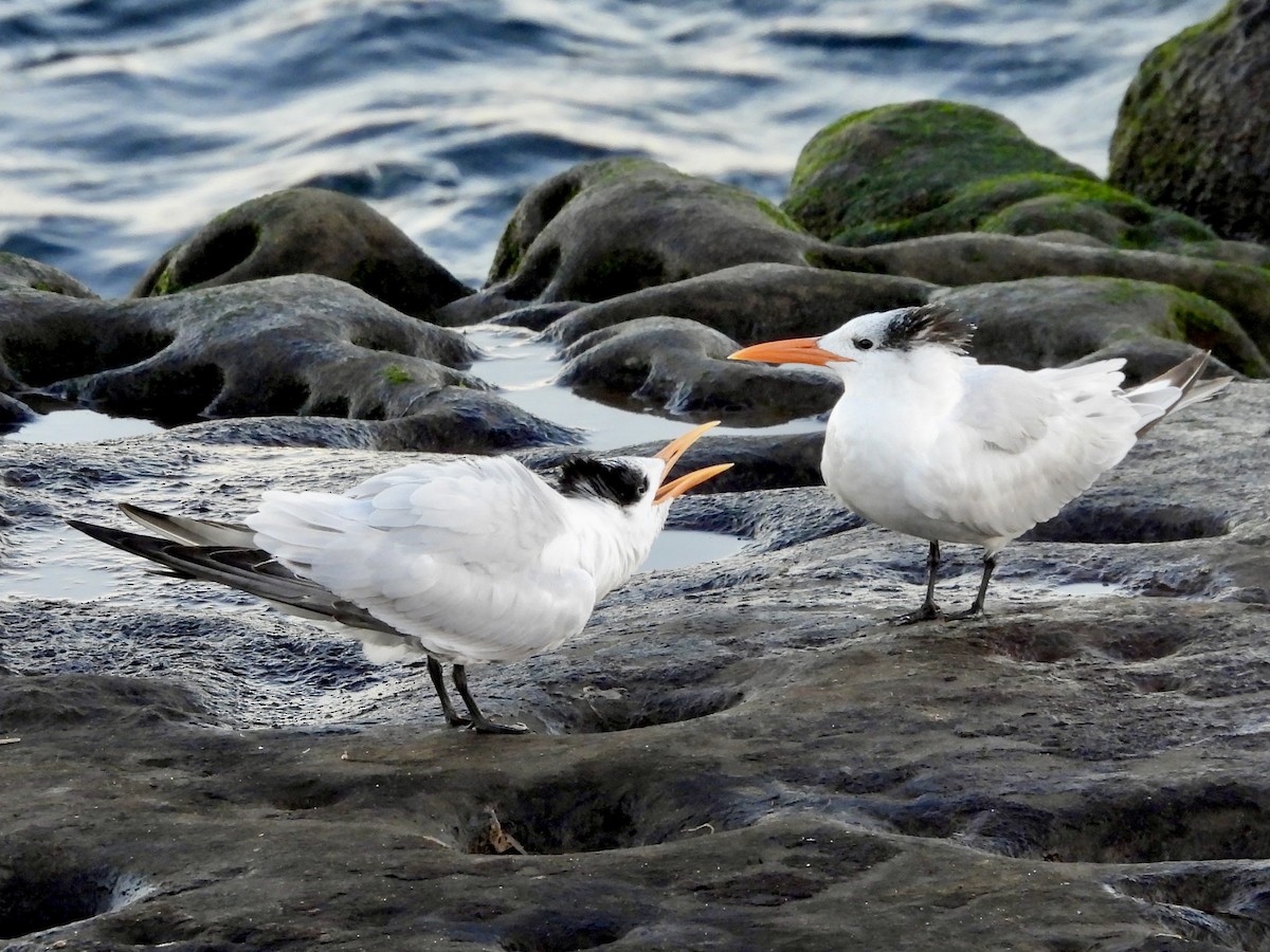 Charrán Real Americano - ML647017075