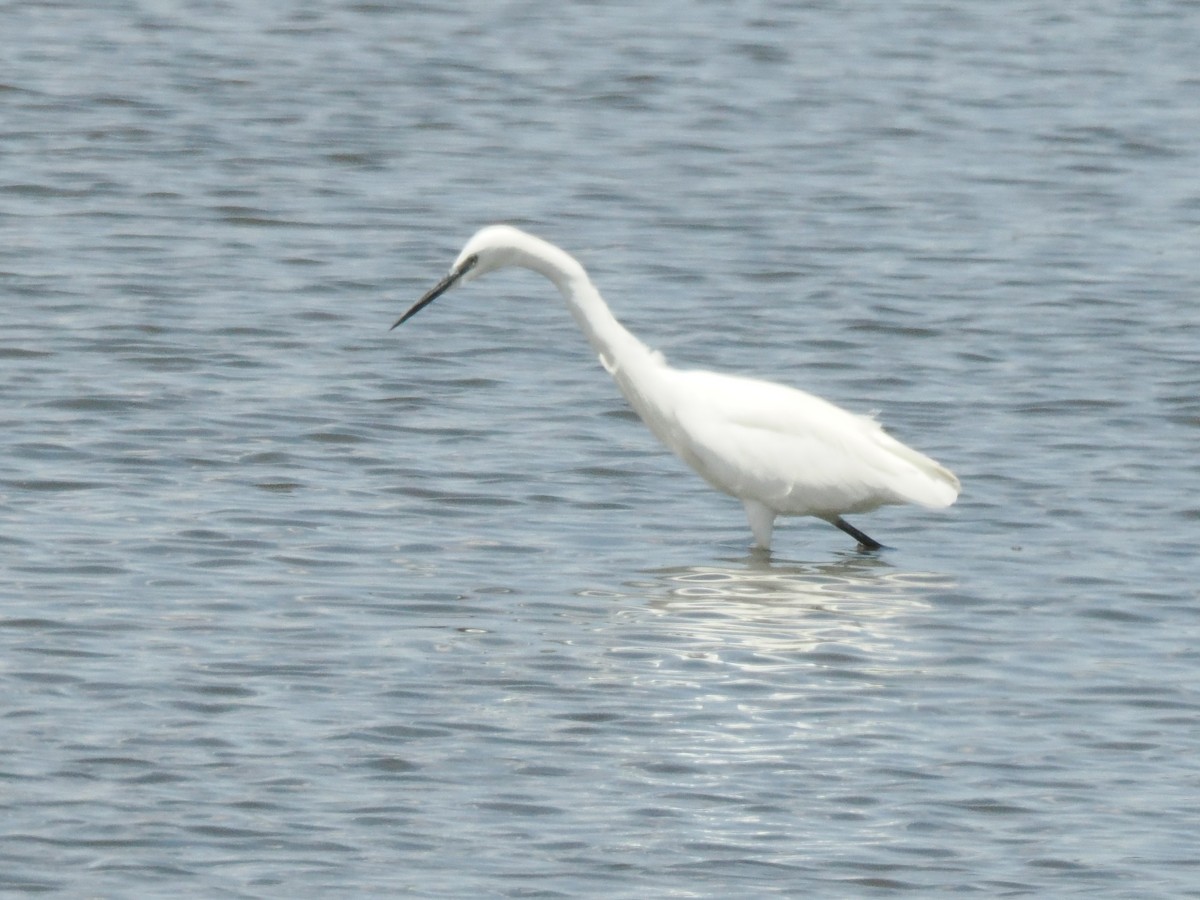 Little Egret - ML647017077