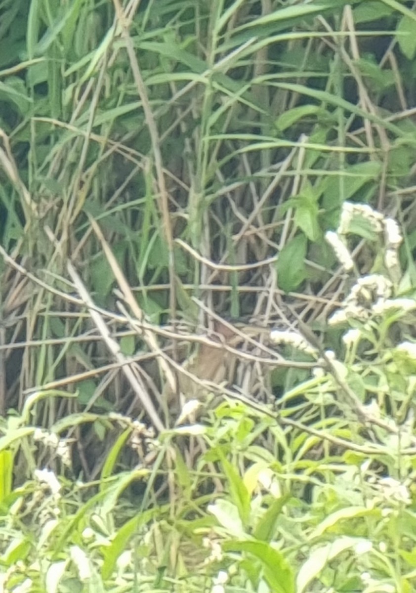 Black-backed Bittern - ML647017081