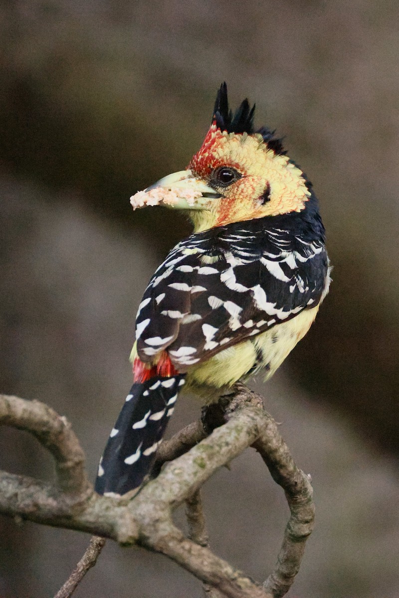 Barbican promépic - ML647017082