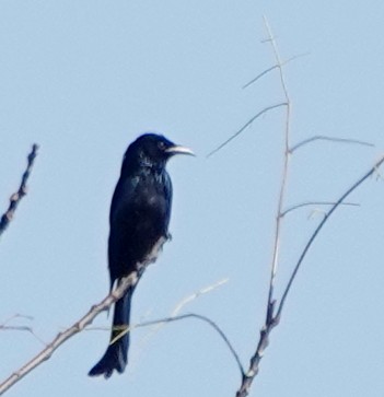Hair-crested Drongo - ML647017083