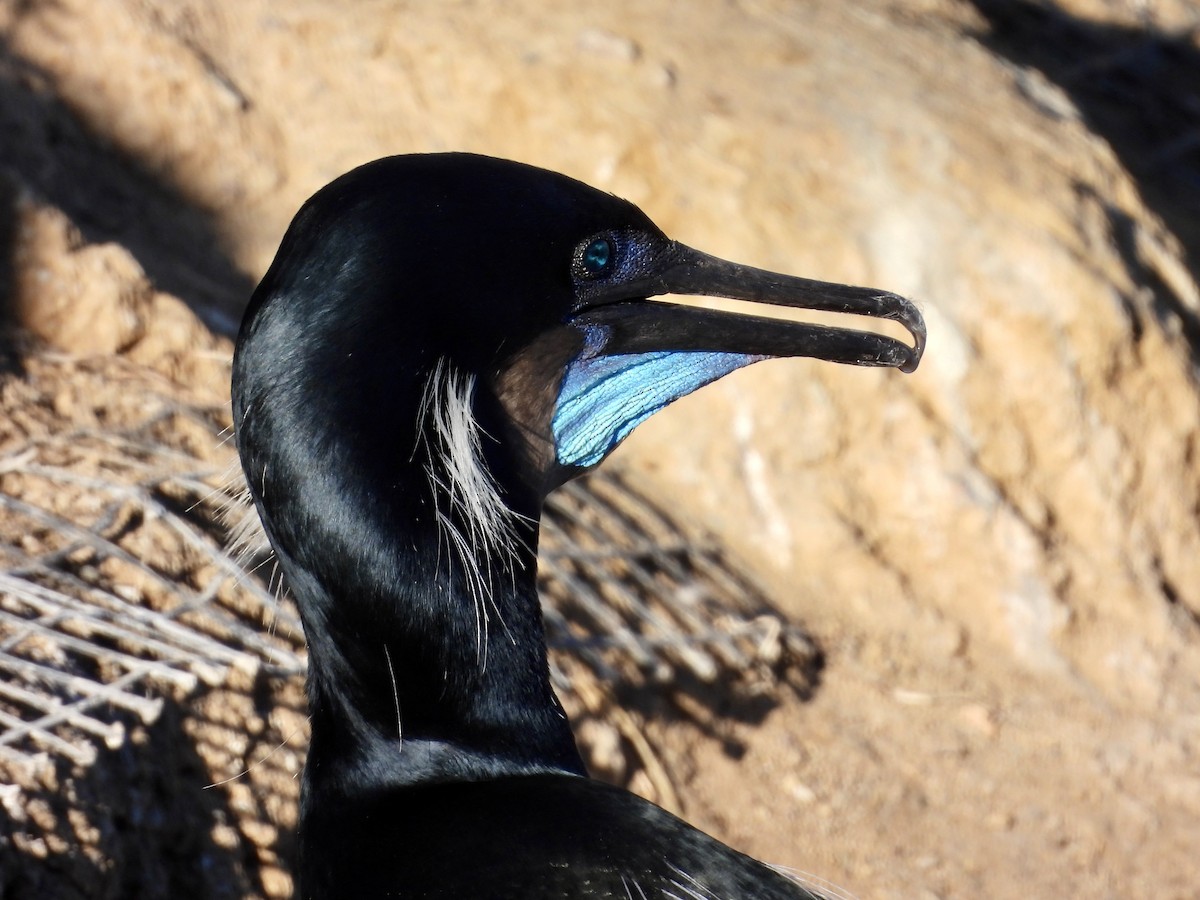 Cormorán Sargento - ML647017084