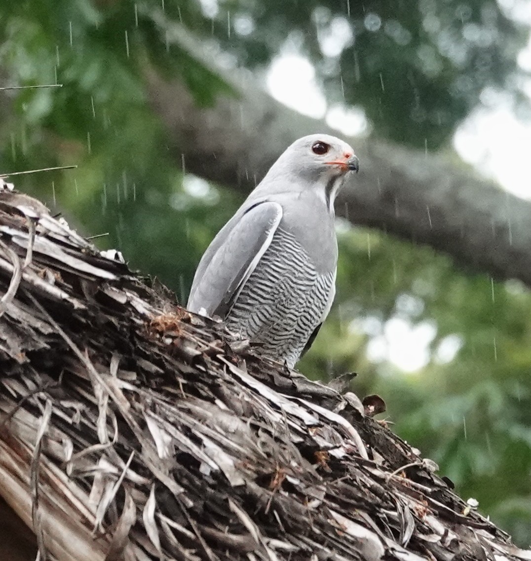 Ящеричный ястребок - ML647017088