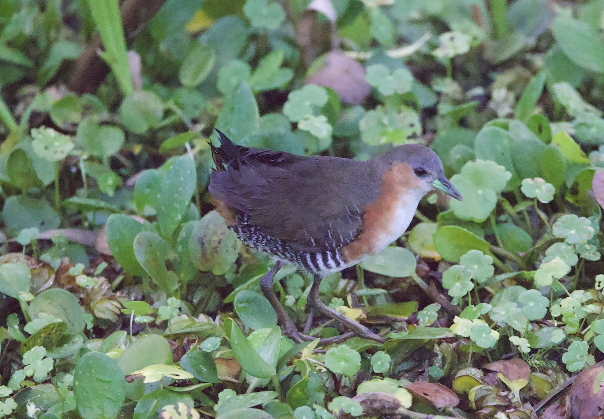 Rufous-sided Crake - ML647017089