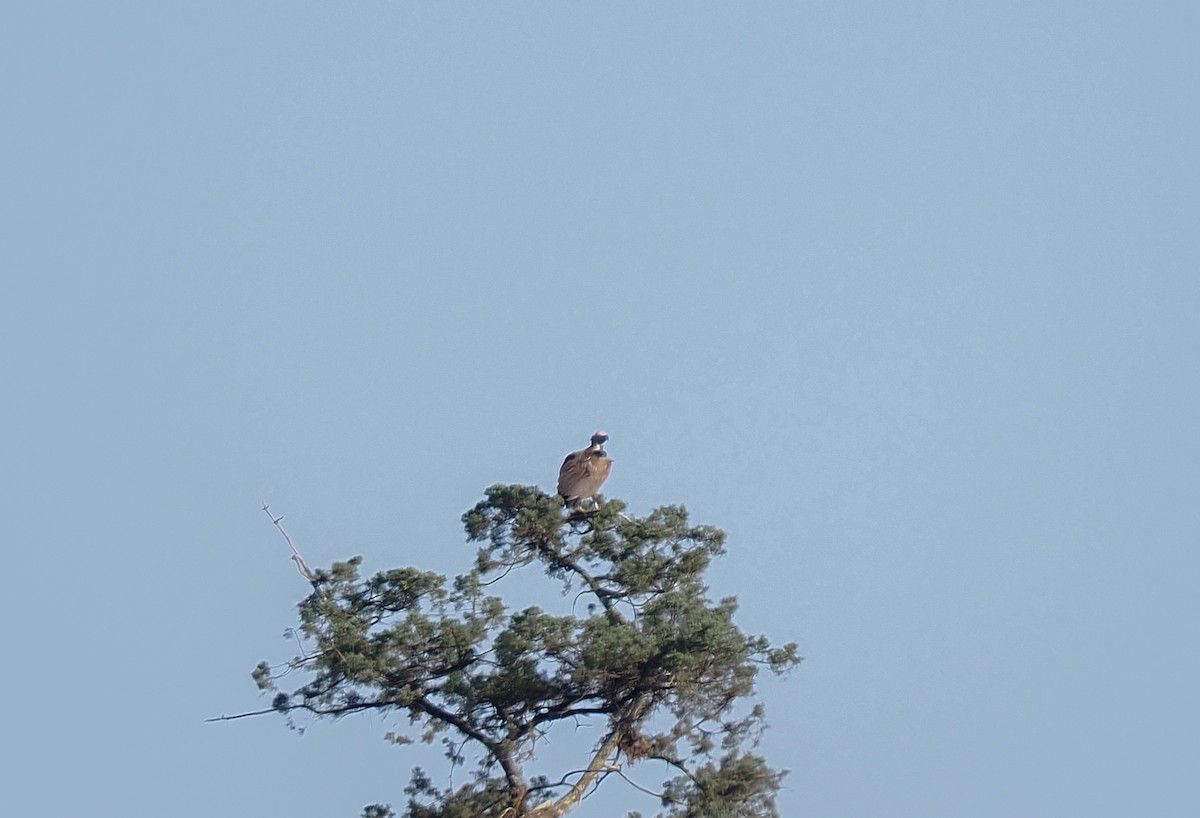 Lappet-faced Vulture - ML647017091