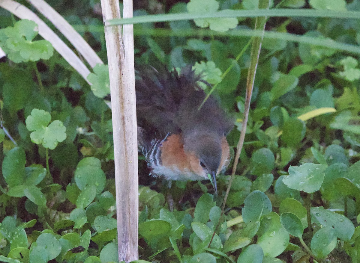 Rufous-sided Crake - ML647017093