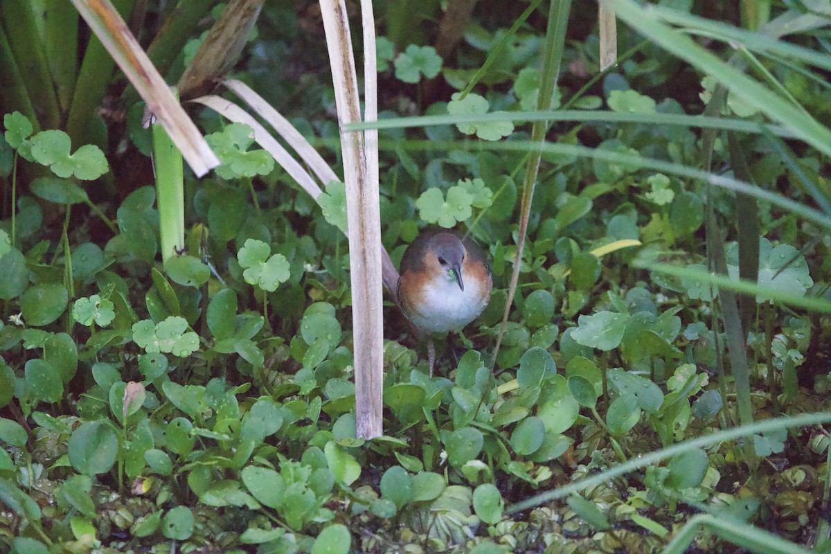 Rufous-sided Crake - ML647017096
