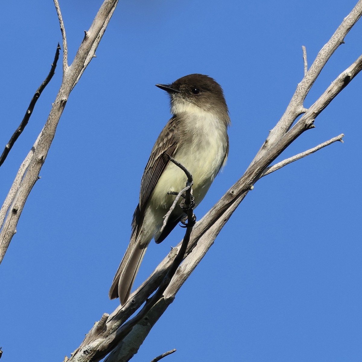 Mosquero Fibí - ML647017097