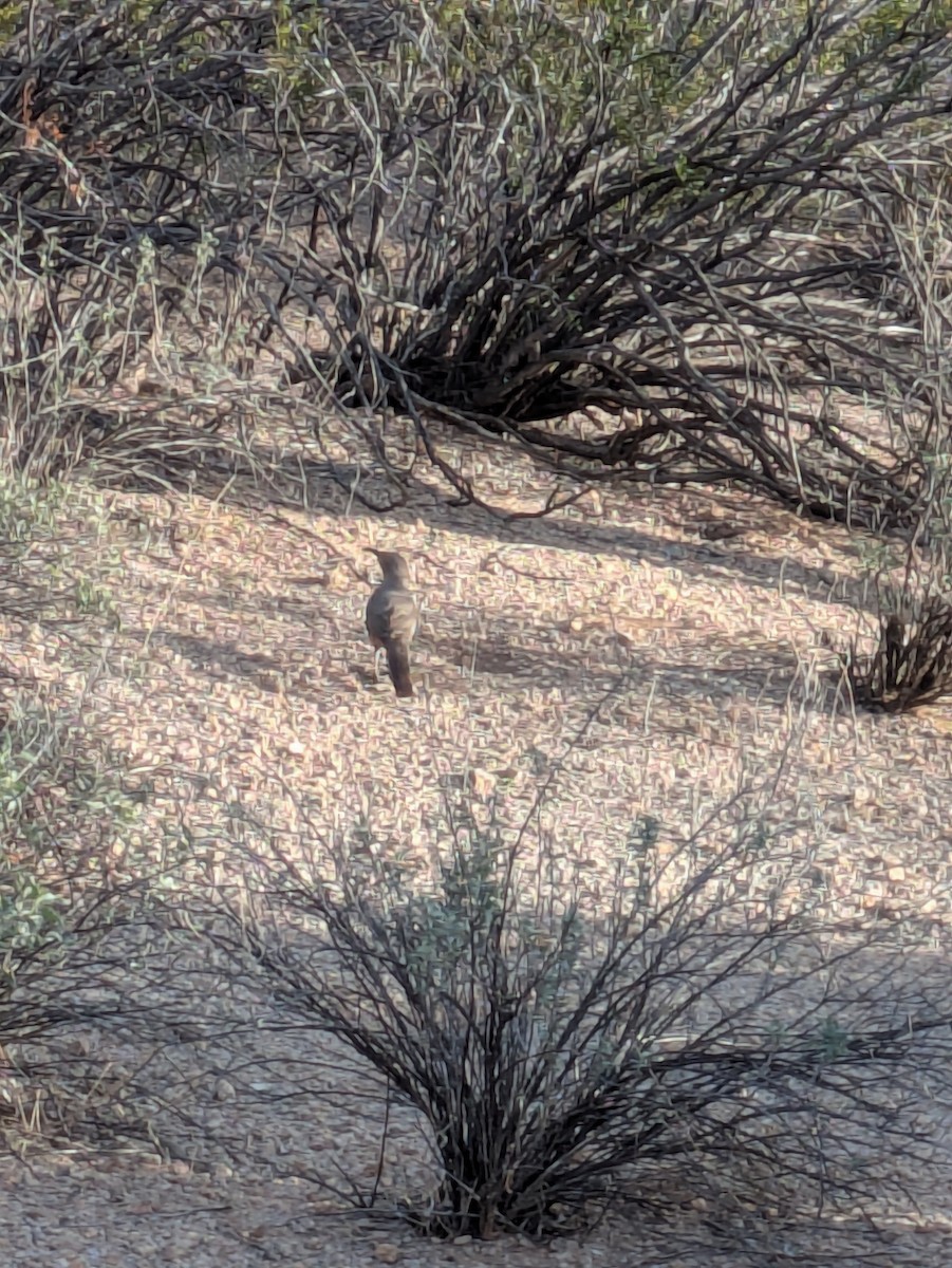 Curve-billed Thrasher - ML647017099