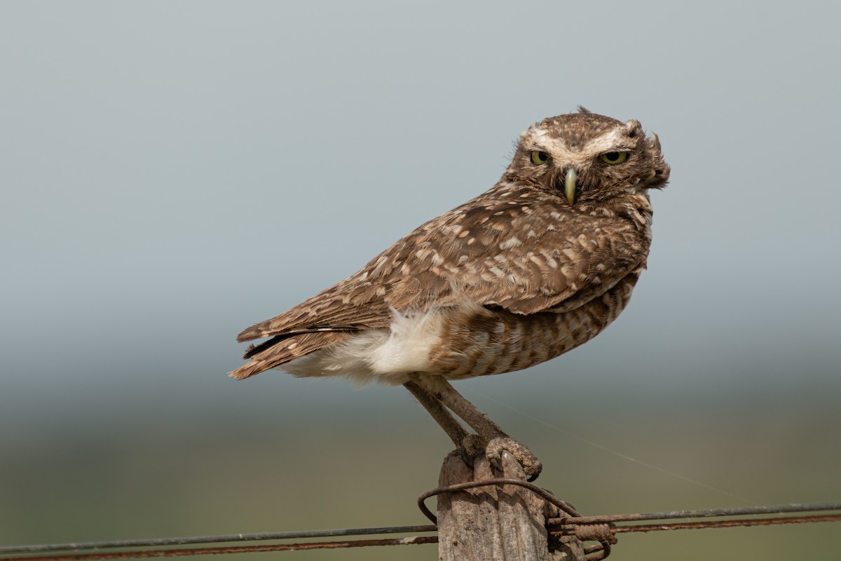 Burrowing Owl - ML647017100