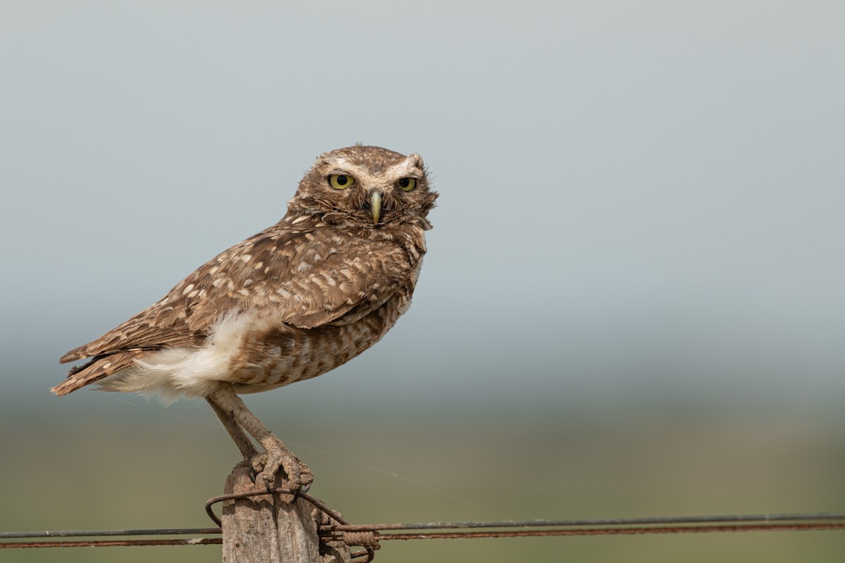 Burrowing Owl - ML647017101
