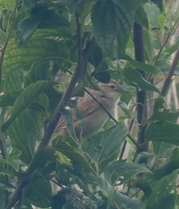 ズアカオオセッカ - ML647017105