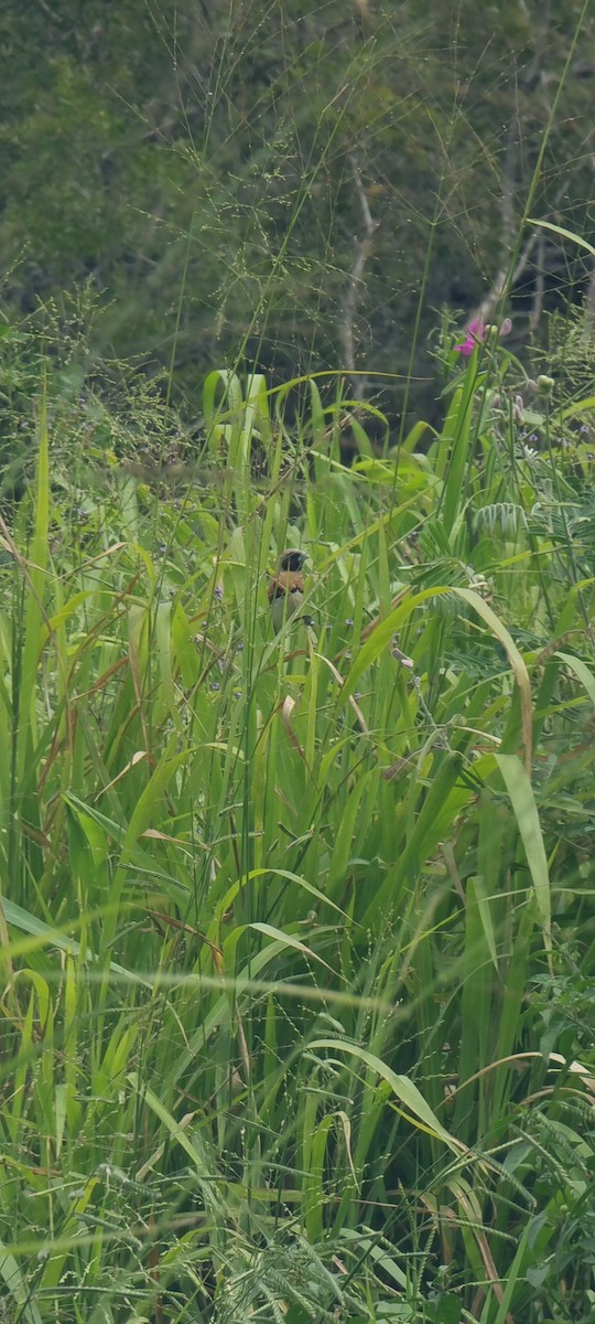 Chestnut-breasted Munia - ML647017106