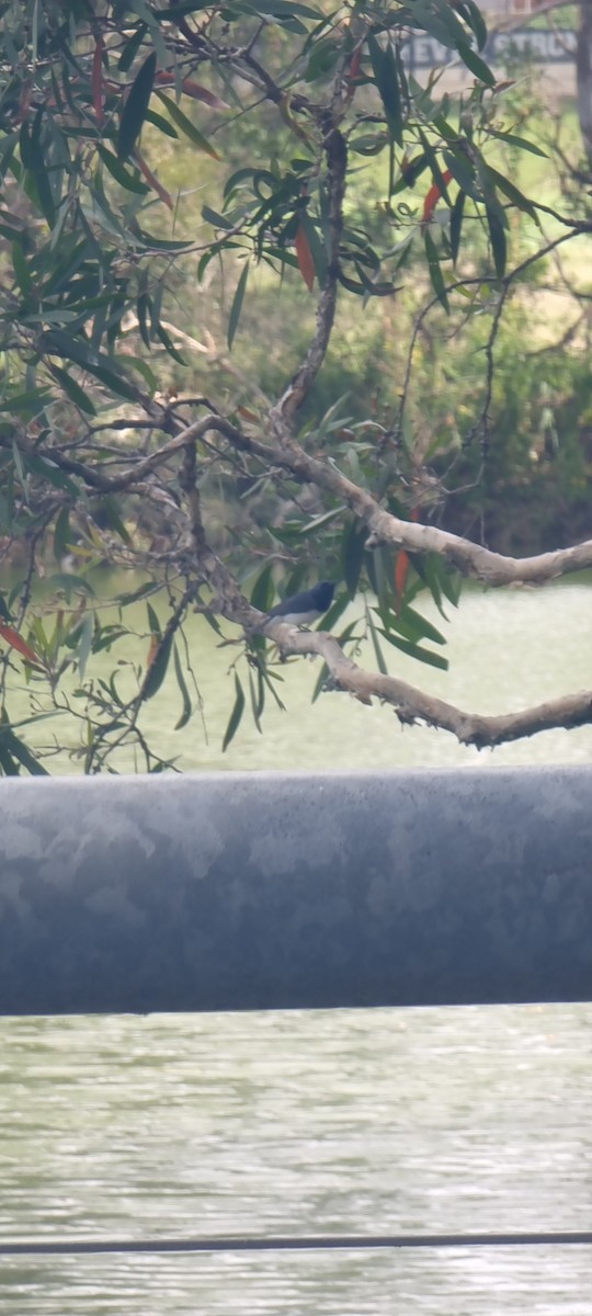 Leaden Flycatcher - ML647017108