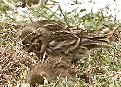 Подорожник лапландський - ML647017109