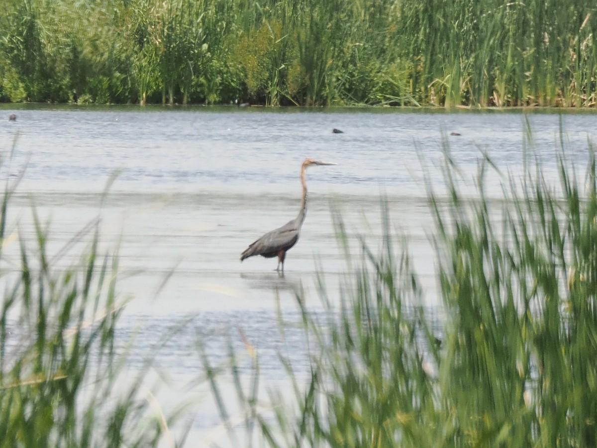 Goliath Heron - ML647017116
