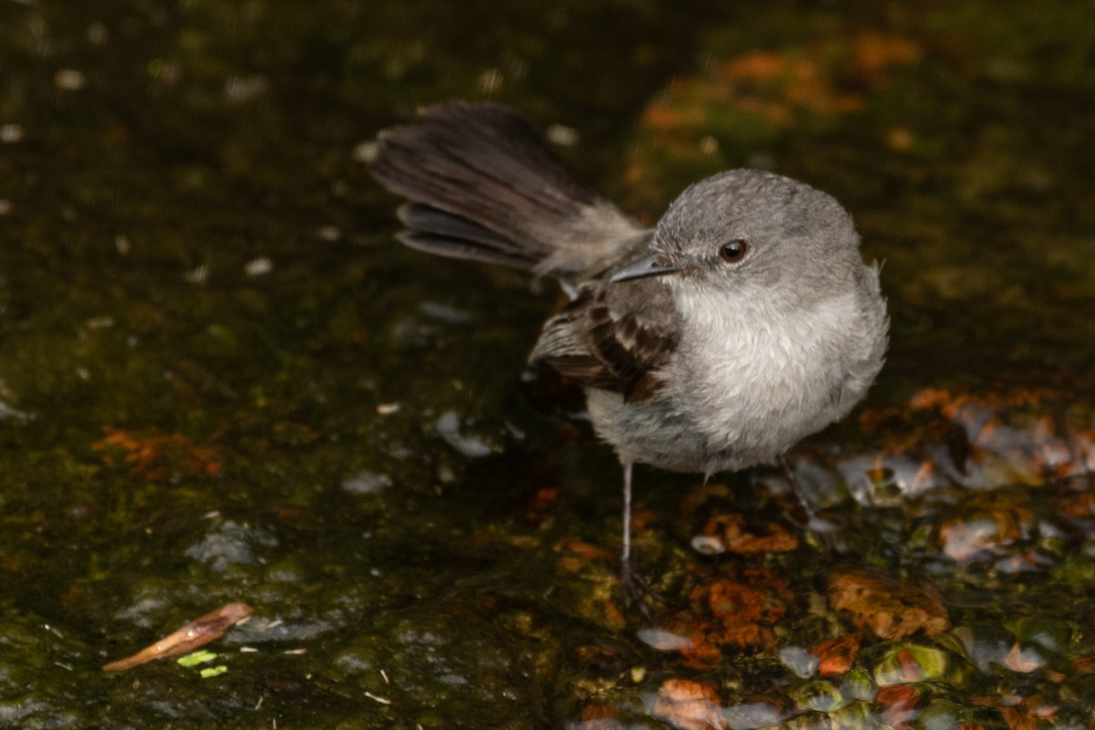 Sooty Tyrannulet - ML647017117