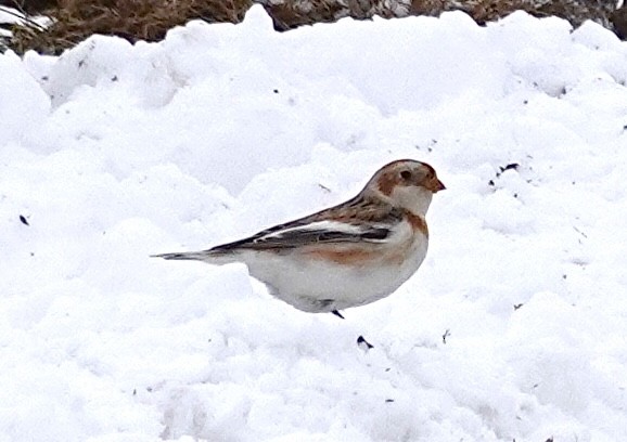 sněhule severní - ML647017119