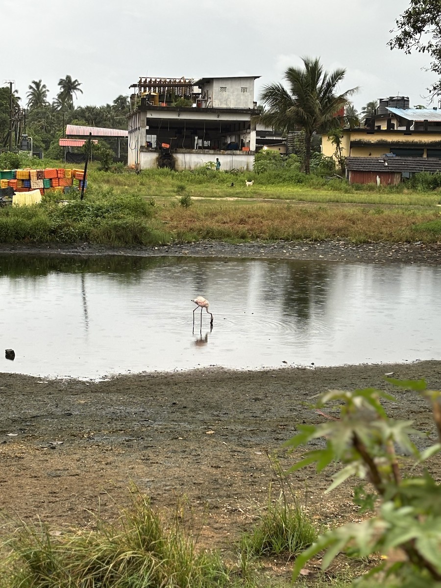 Lesser Flamingo - ML647017132