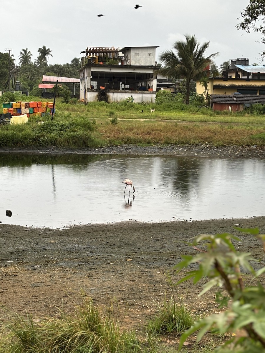 Lesser Flamingo - ML647017133