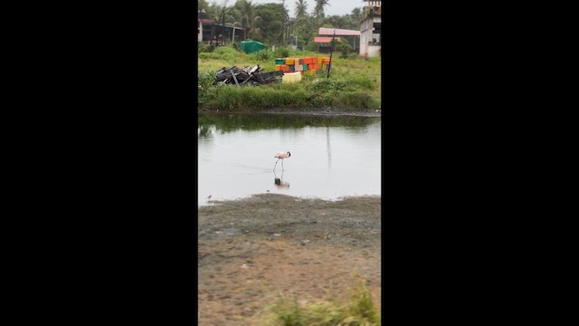 Lesser Flamingo - ML647017134