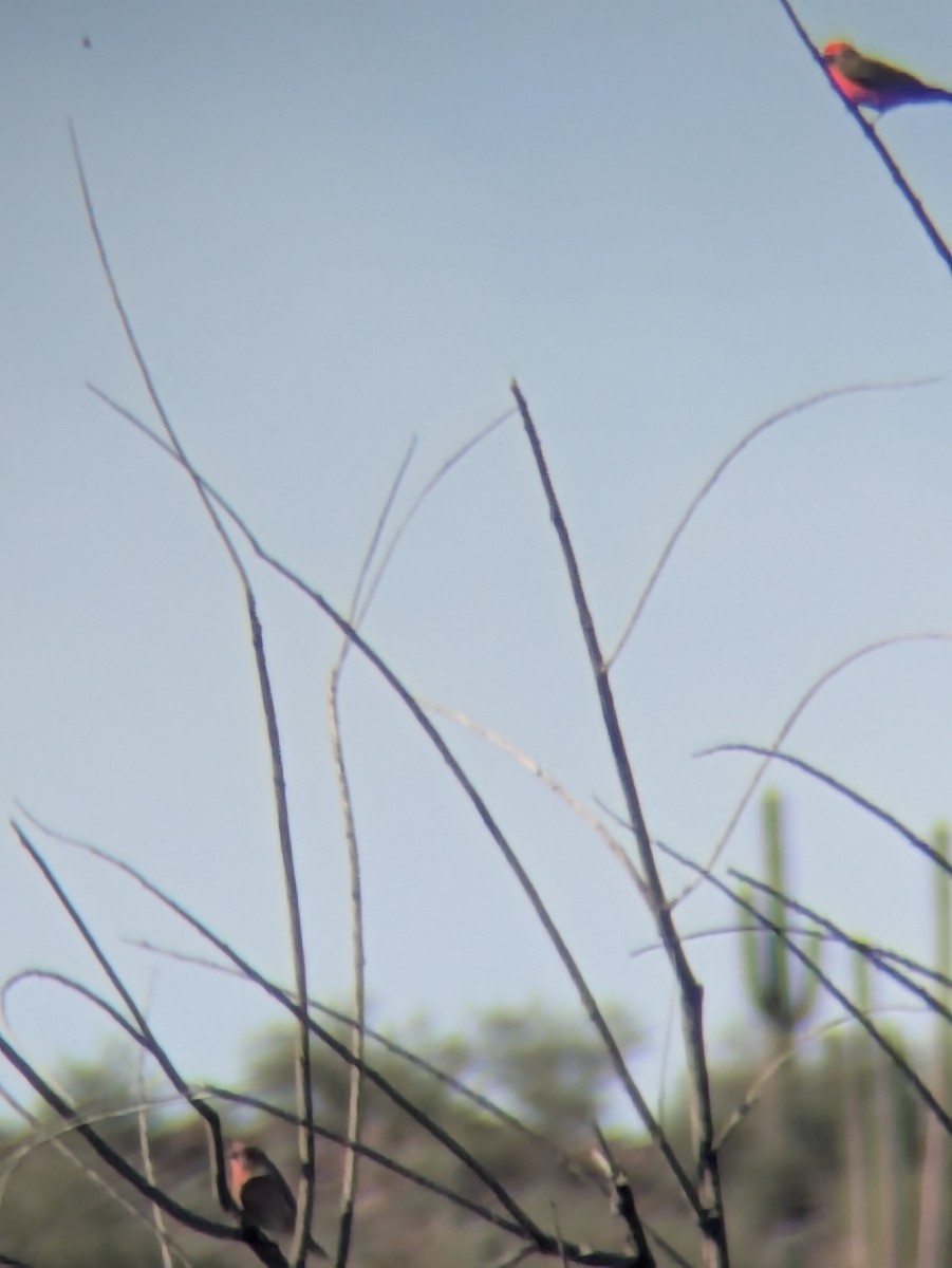 Vermilion Flycatcher - ML647017136