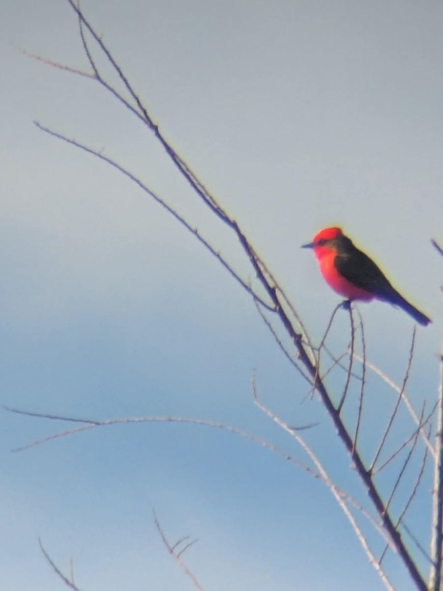 Vermilion Flycatcher - ML647017137