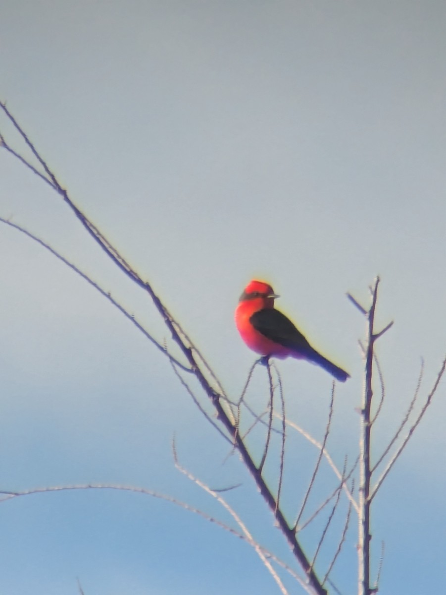 Vermilion Flycatcher - ML647017138