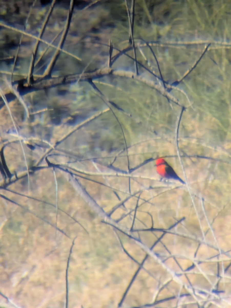 Vermilion Flycatcher - ML647017139