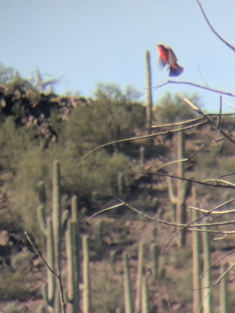 Vermilion Flycatcher - ML647017140