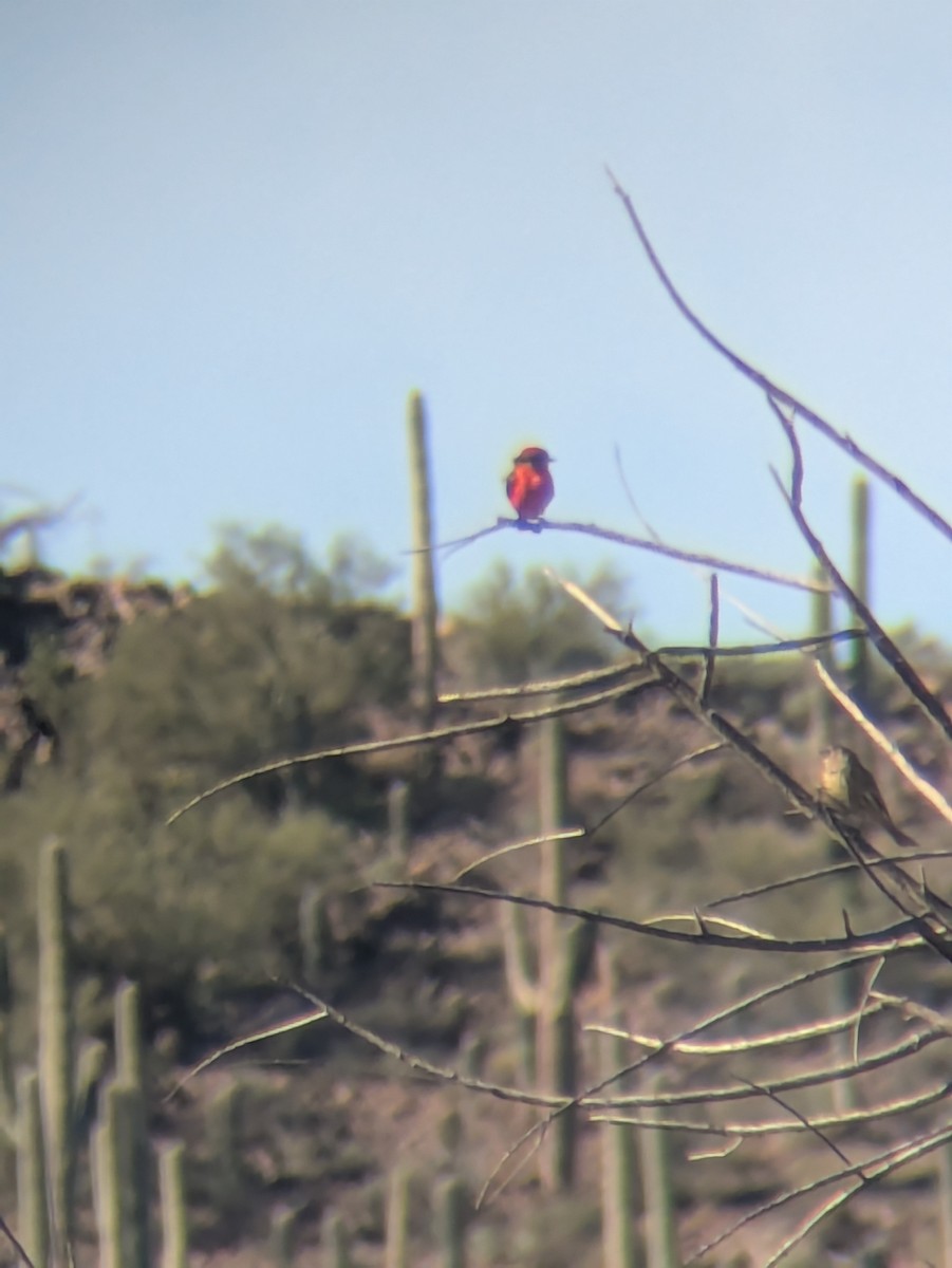 Vermilion Flycatcher - ML647017141
