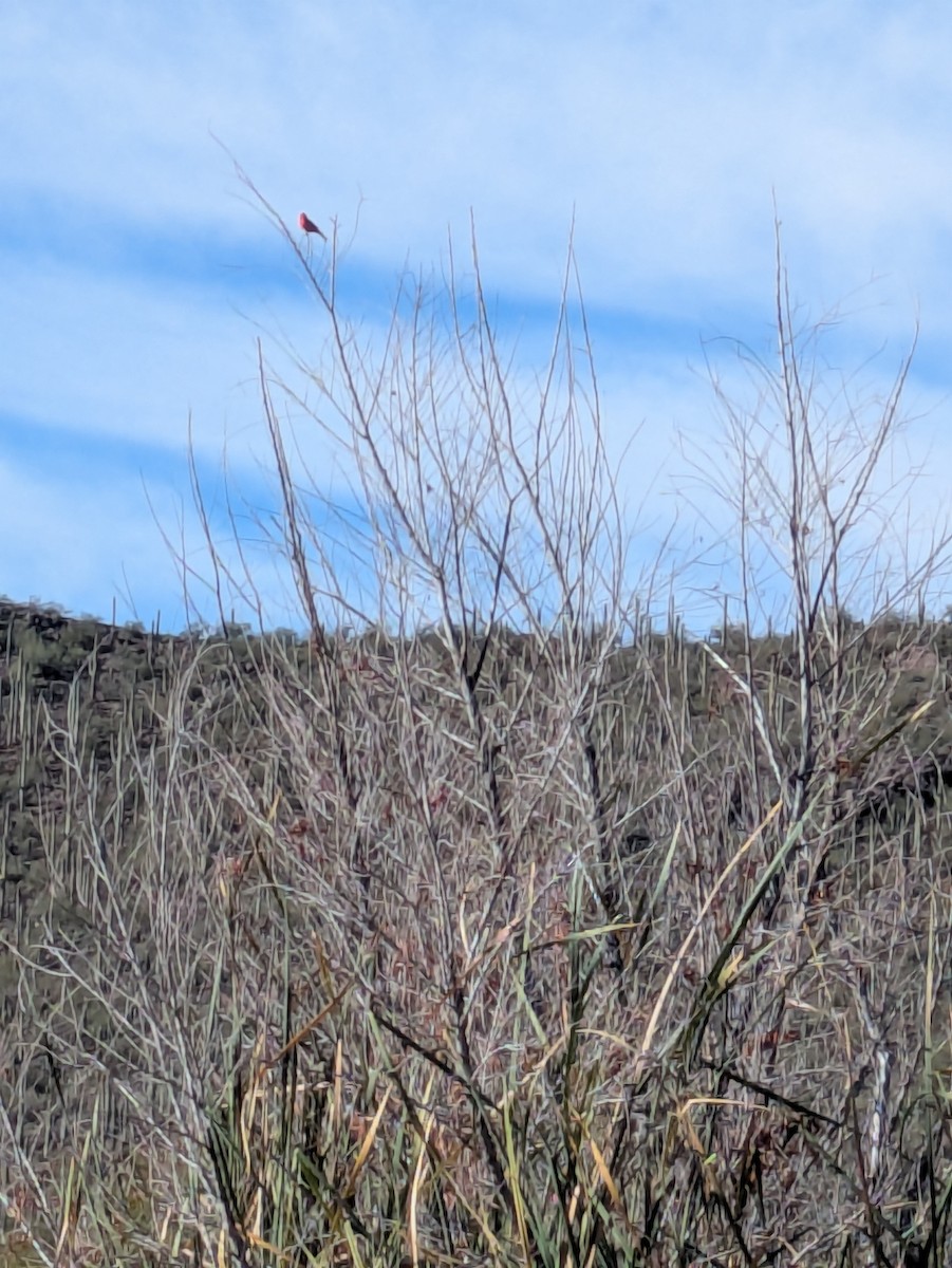Vermilion Flycatcher - ML647017142