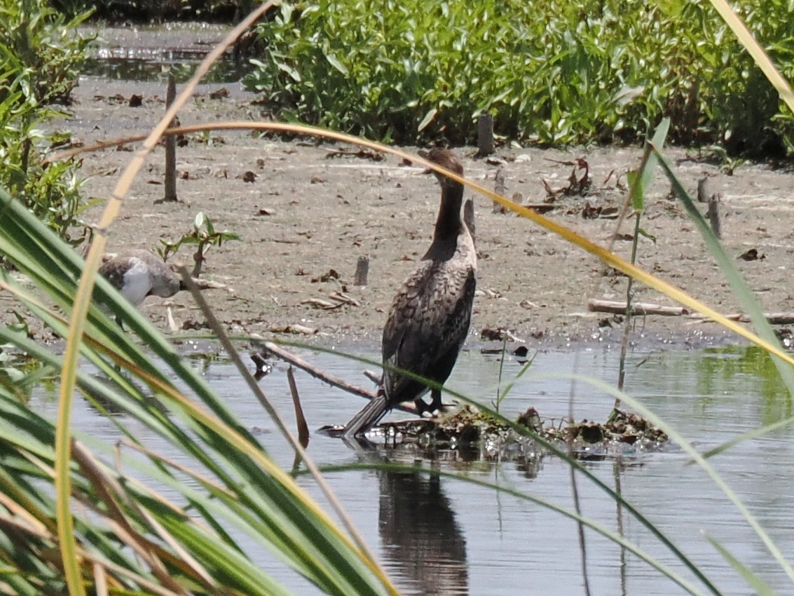 Reed Cormorant - ML647017143