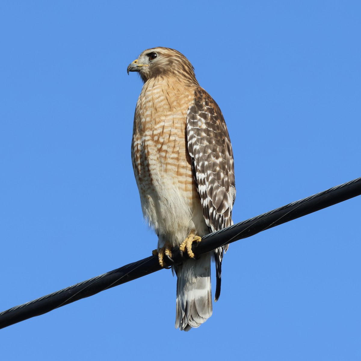 Red-shouldered Hawk - ML647017170