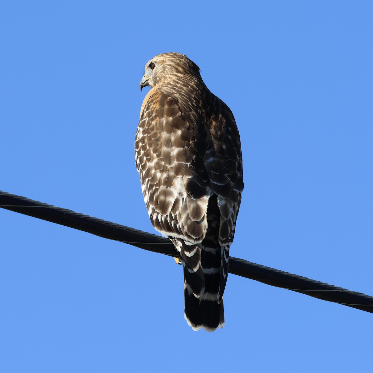 Red-shouldered Hawk - ML647017171