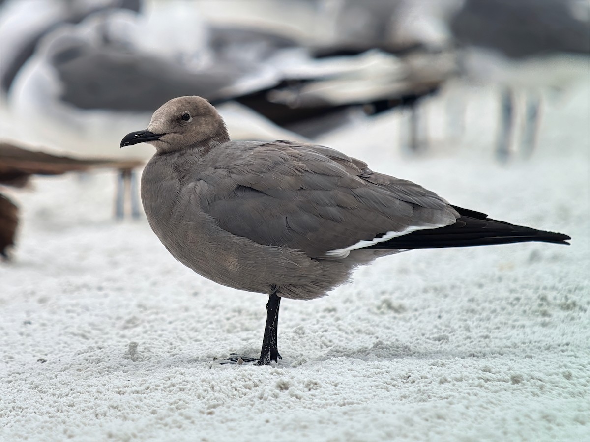 Kül Rengi Martı - ML647017174