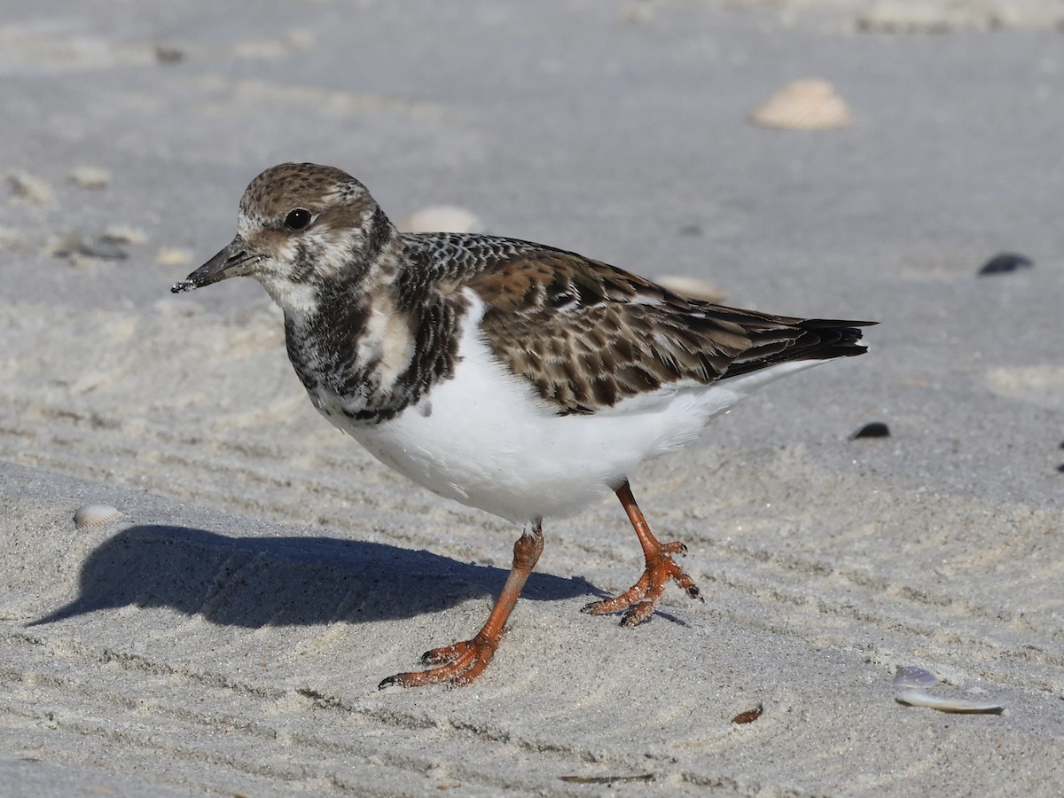 Ruddy Turnstone - ML647017194