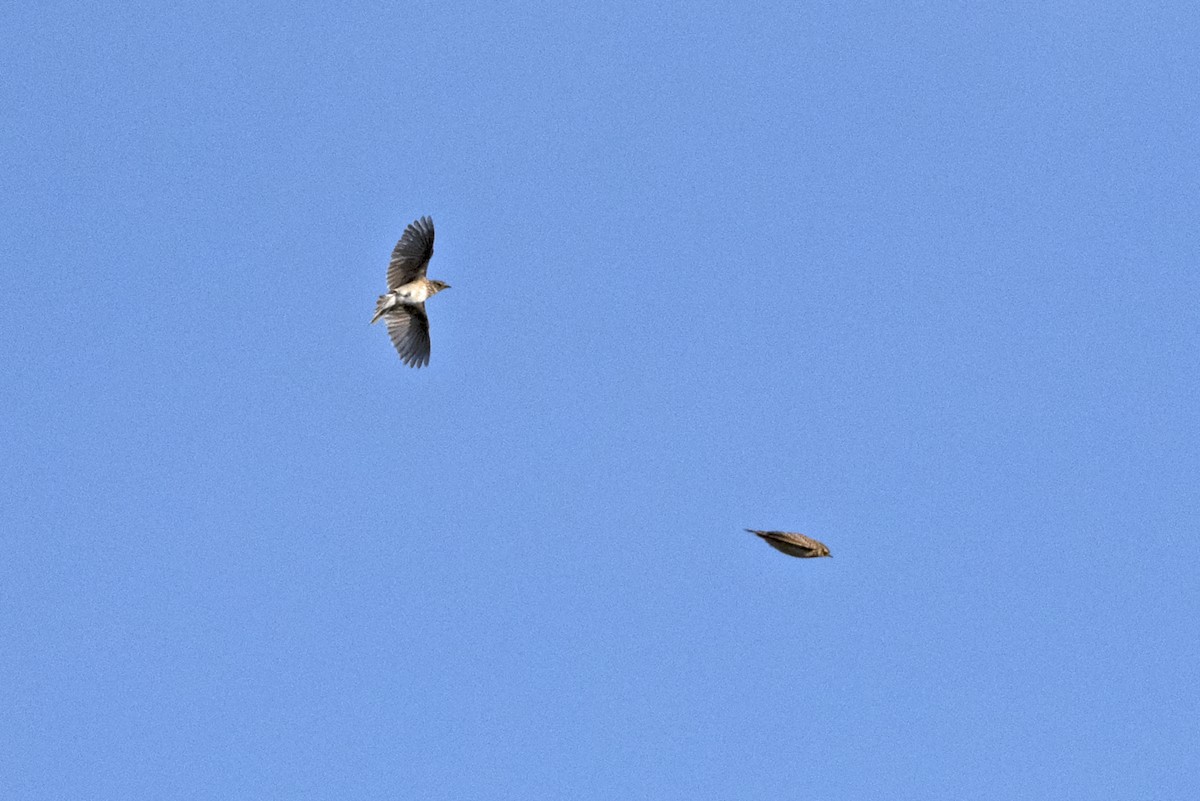 Oriental Skylark - ML647017201