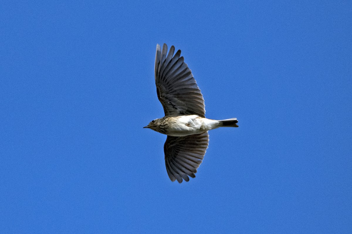 Oriental Skylark - ML647017202