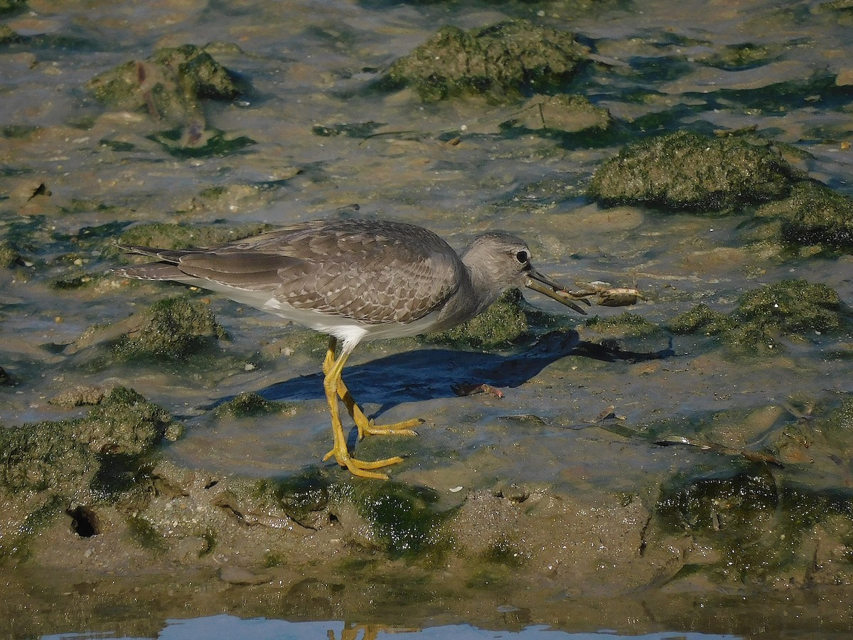 Gri Sırtlı Düdükçün - ML647017203