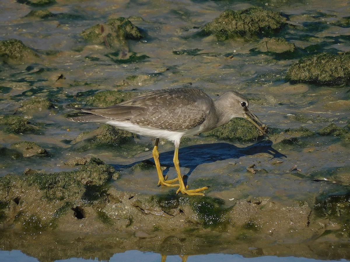 Gri Sırtlı Düdükçün - ML647017204