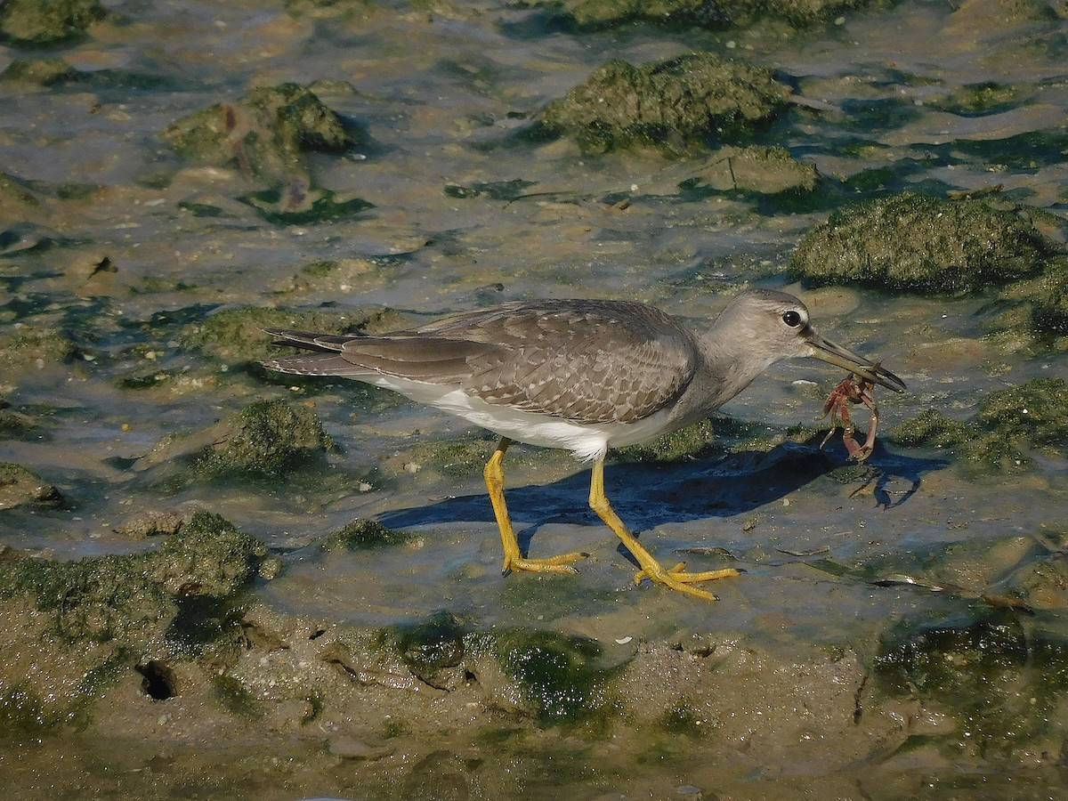 Gri Sırtlı Düdükçün - ML647017205