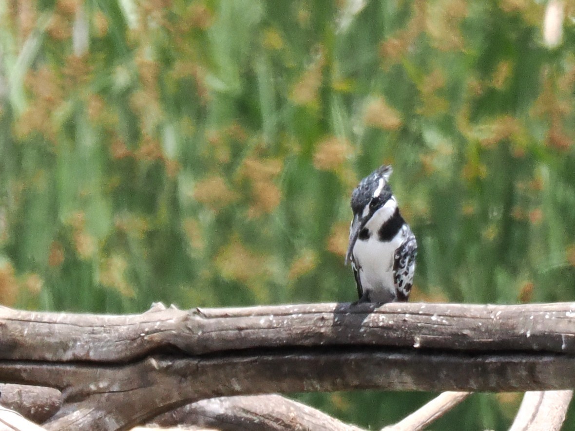 Pied Kingfisher - ML647017211