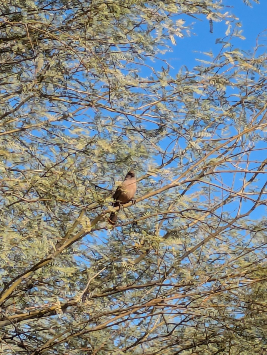 Abert's Towhee - ML647017215